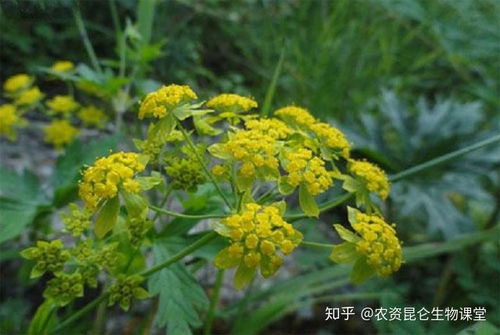 猫眼茱萸夏天施肥，如何选择合适的肥料