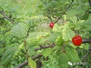樱桃和毛樱桃，哪种果实更甜