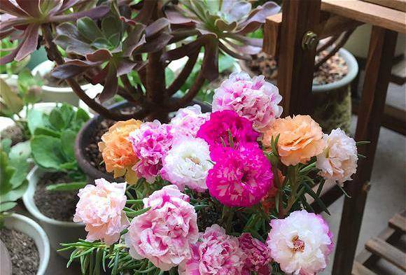 野生与园艺品种的辨别