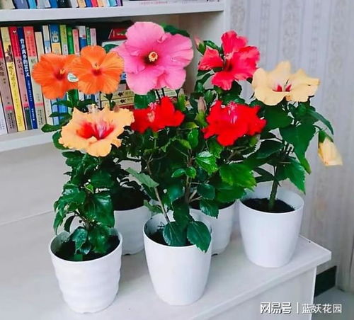 扶桑花蕾掉落原因及解决方案：提升畜牧效率的秘诀！