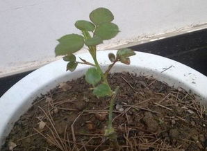 浇水要讲究方法