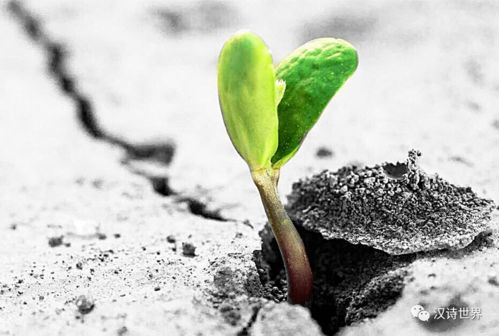 河水与雨水浇花的对比