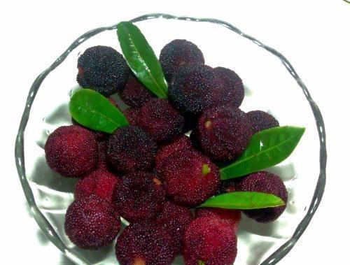 杨梅种子， 直接埋土里的秘密