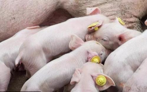 如何通过喂对料和消好毒预防仔猪拉稀，提高成活率？