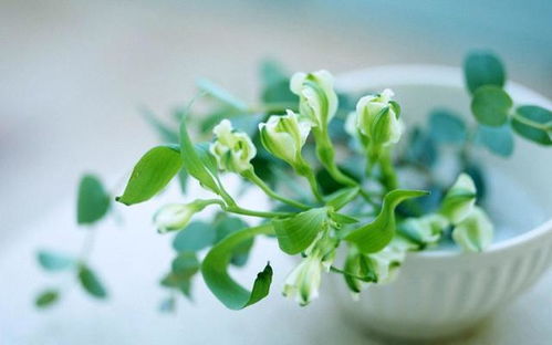 花烟草的花语与传说中，它如何呼唤爱情与忠诚