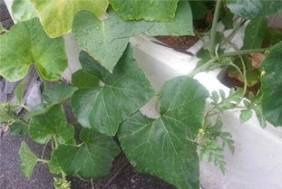 南瓜种子消毒大法