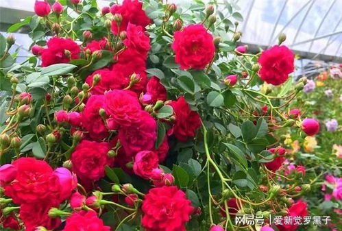 种什么花能让邻居羡慕？