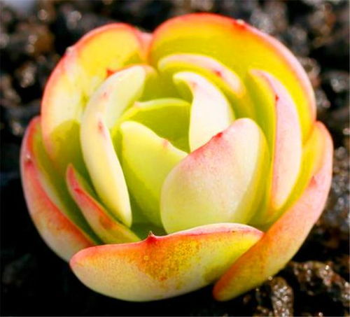 秋季9-10月：碧桃种植的第二选择