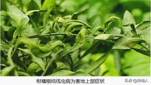 防治措施，试试这些土方法