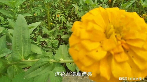 那黄色花儿，你知否？