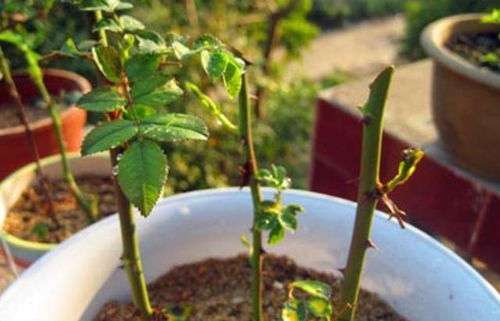 第一步：露出一部分花杆