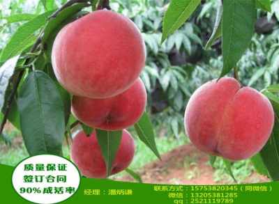 蜜3号桃树苗定植时期的关键点