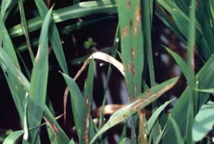 现代农业的核心