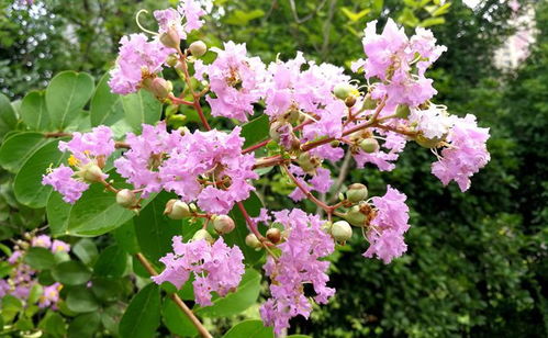 夏日长， 繁花似锦