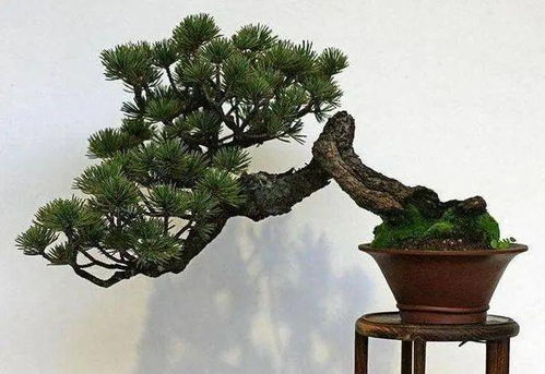 保持树势平衡， 修剪也有讲究