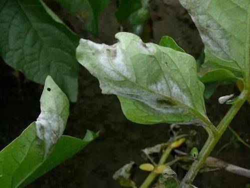 代森锰锌的价格