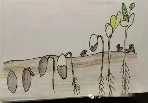 植物种子传播方式多样，包括风力、动物、水力等自然途径