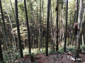 毛竹母竹的雌雄之分，你了解多少？