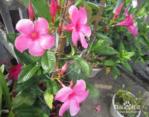 飘香藤叶子如何处理才Neng茁壮成长？