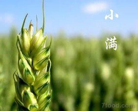 小满时节适合种植的蔬菜
