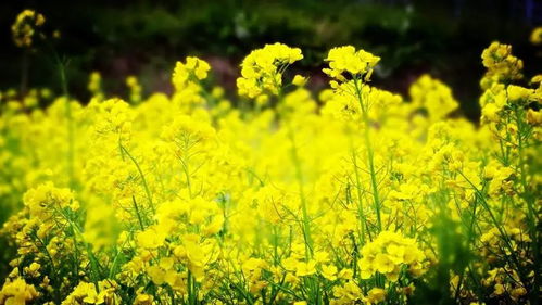 春暖花开， 播种希望