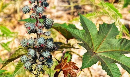 蓖麻生长周期揭秘：5~6个月，缩短30天有妙招！