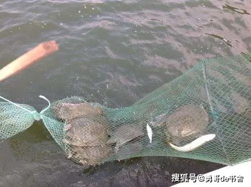 甲鱼养殖周期短，快速上市