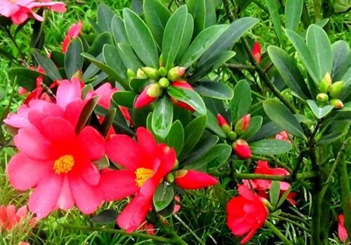 山茶花， 四季常开的美人