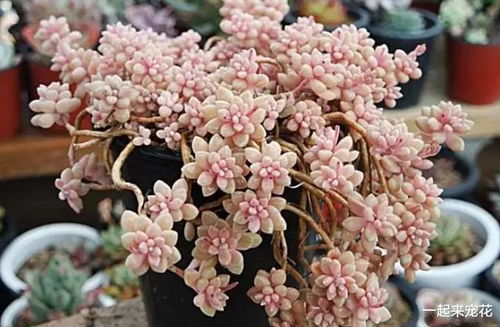 其他花儿也爱火山石
