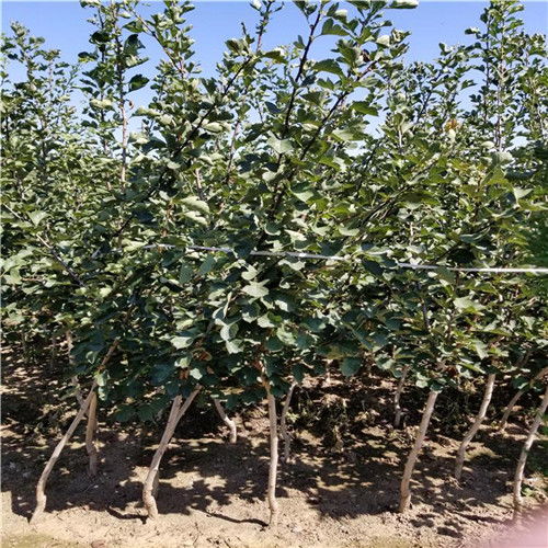 紫微树的价值与评估