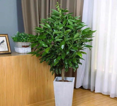 龙血树叶的净化空气和镇宅转运Neng力