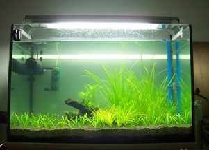 水里的草， 不是随便长的