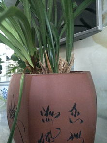 兰花根部发黑，叶子却好，这是什么鬼情况？