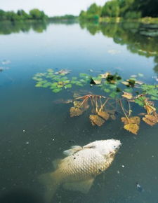 水质清澈，鱼儿欢快