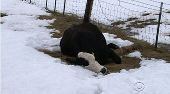 夏季牲畜防暑降温，凉性中草药灌服佳