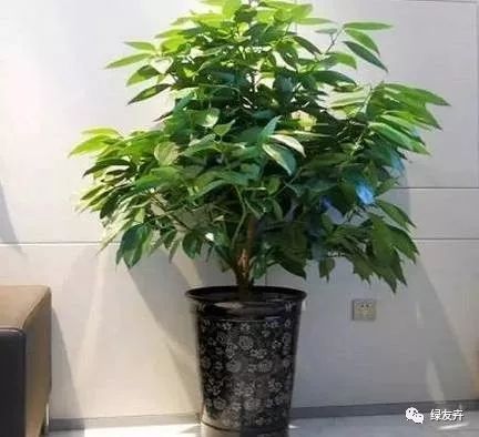 平安树黄叶不长，是缺水还是施肥不当