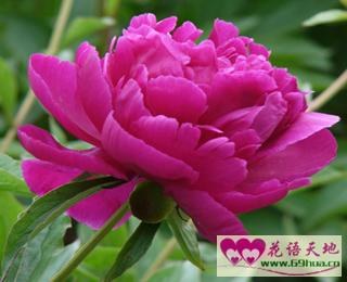 芍药花的花语和代表意义中，有哪些深藏的诗意和象征