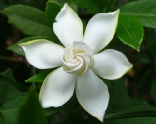 栀子花那些事儿