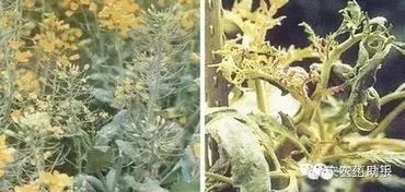 “平凡植物如何体现其象征意义？”