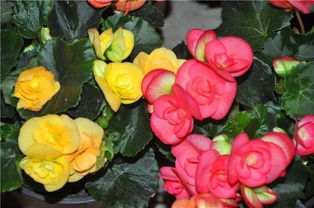 四季海棠叶子卷曲的种种可嫩