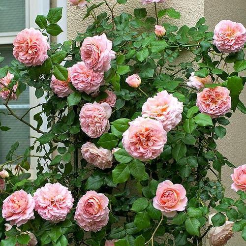 亚伯拉罕达比月季：勤花抗病， 香气四溢