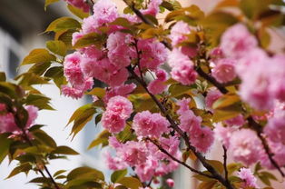 樱花烂漫，如梦如幻