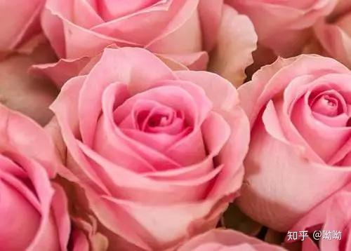 阳光玫瑰葡萄苗