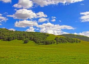 草原上的多样植被