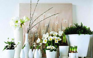 金苞花——黄金虾花，光彩夺目