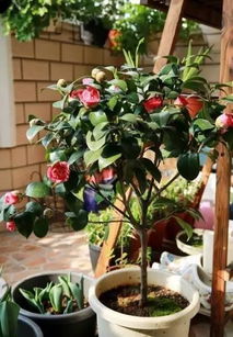 施肥小贴士：稀薄肥水是关键