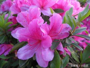 北方冬季有暖气，如何正确养殖杜鹃花以适应室内温暖环境