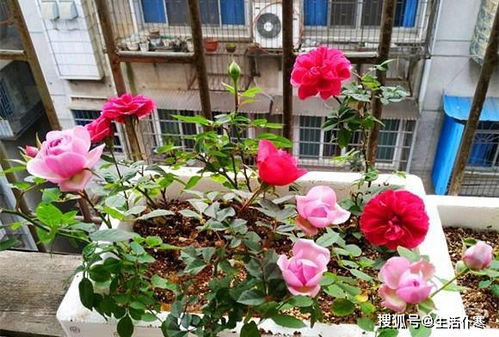 月季叶子发黄干枯，咋搞的呀？