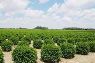 苗木培育截干的作用