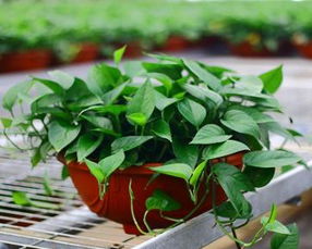 施肥频率要掌握